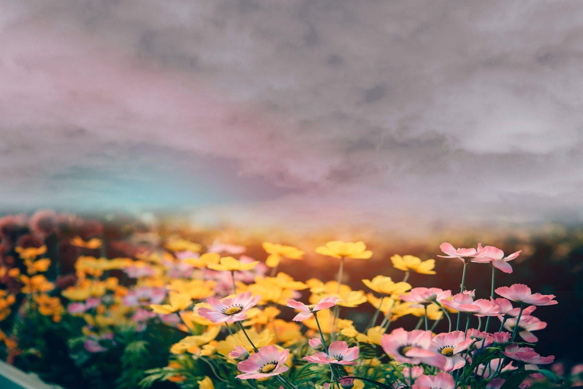Best Flowers for Pleasant Weather and Cozy Evenings