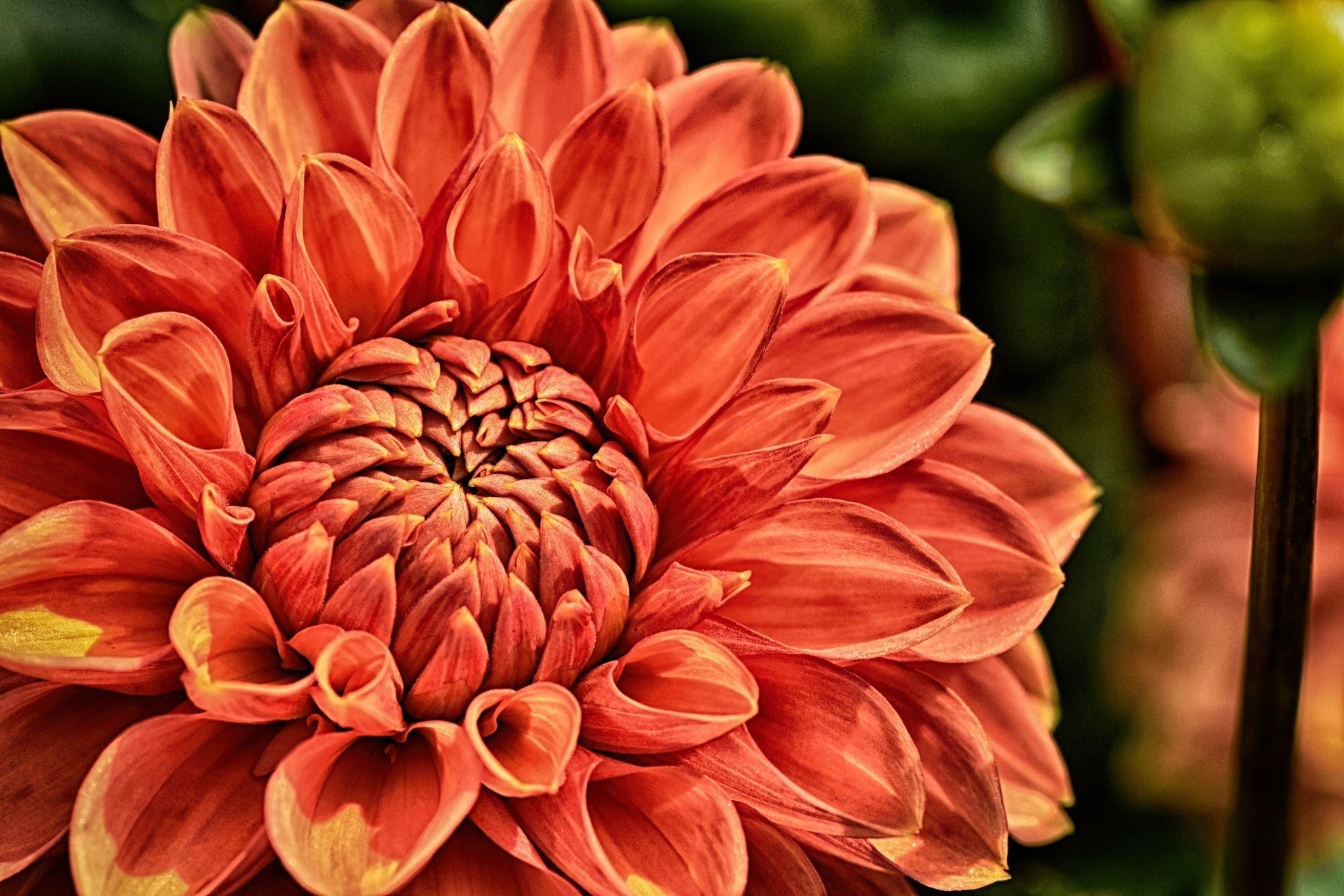 Flower Gifting Ideas Lahore: Perfect Picks for University Students