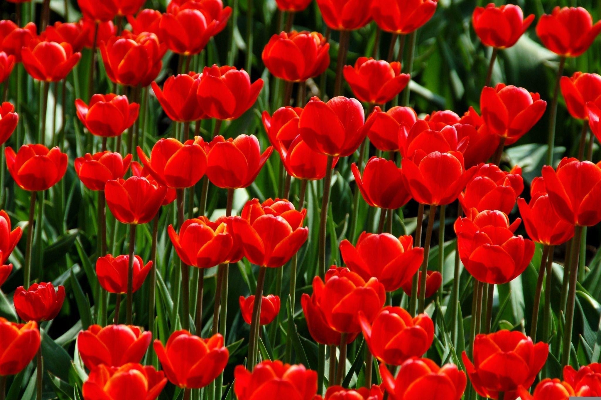 From Apology to Celebration: Flowers for Every Emotion