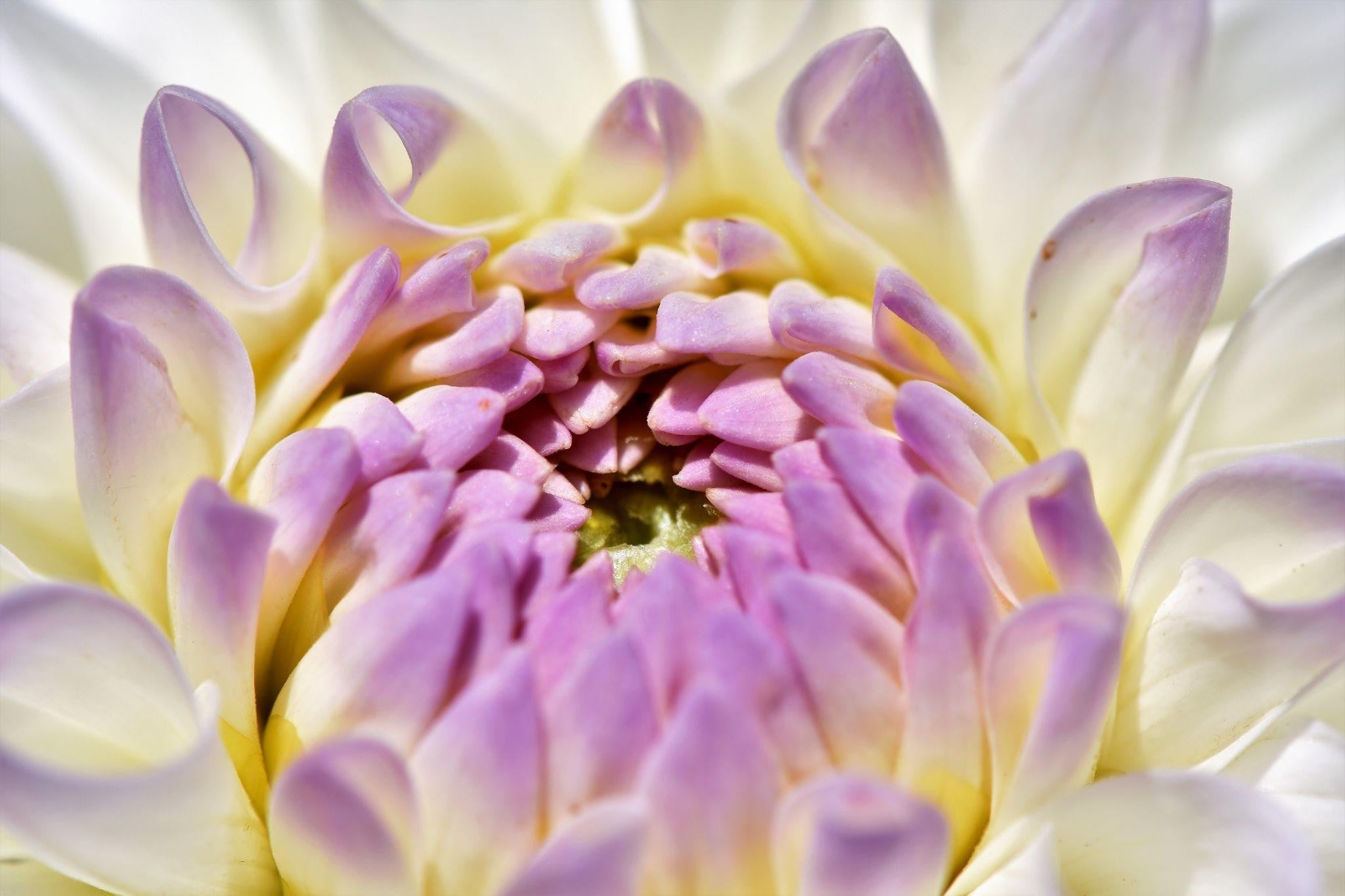 How Different Cultures Celebrate Anniversaries with Flowers?