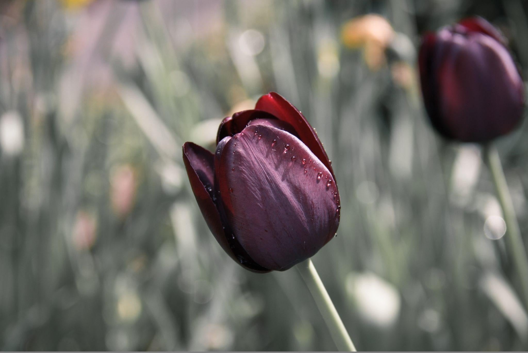 How Flower Colors Affect Emotions and Relationships?