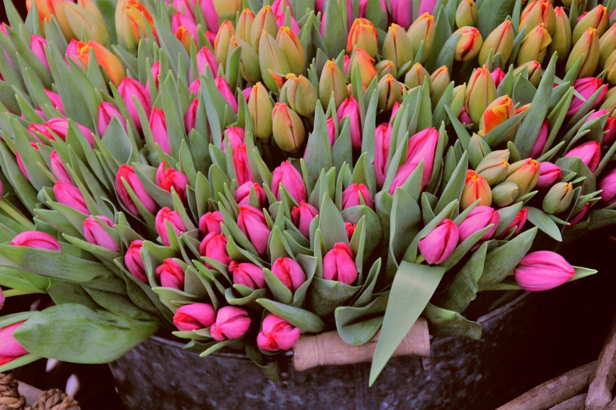 How Much Do Flowers Cost in Lahore? A 2026 Price Guide by Occasion
