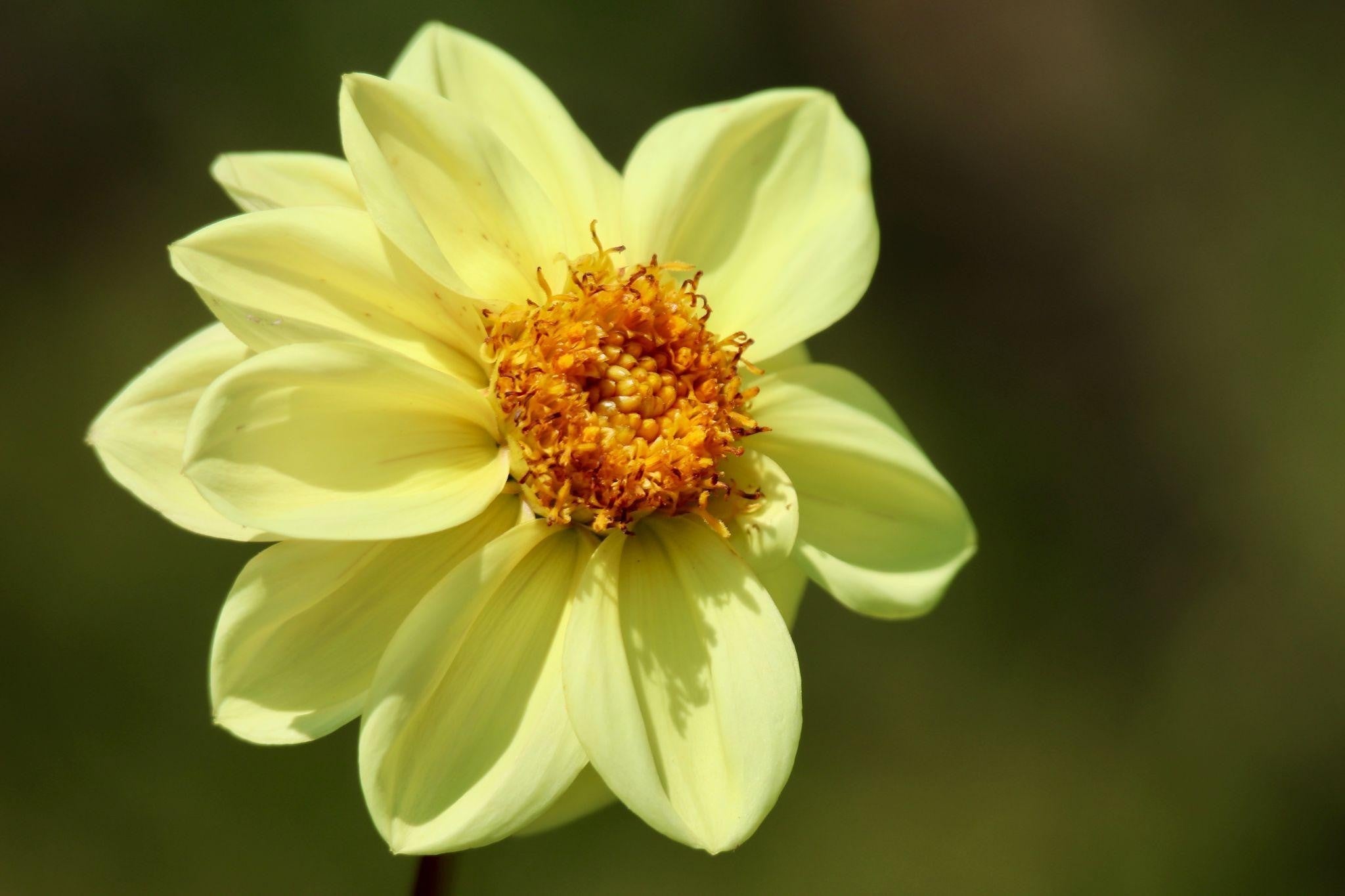 How to Match Anniversary Flowers with Your Partner’s Personality?