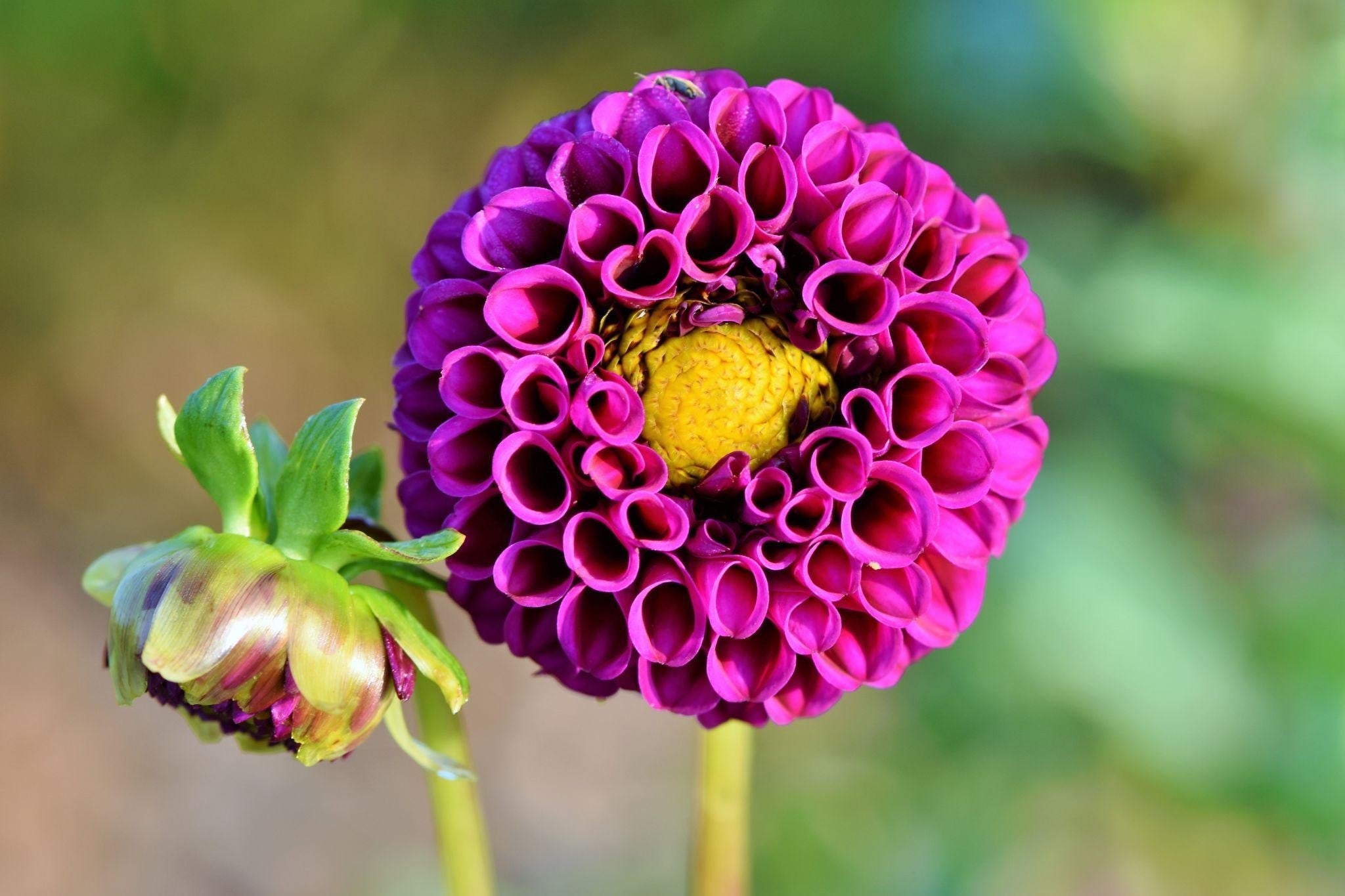 How to Order Anniversary Flowers Online in Lahore?
