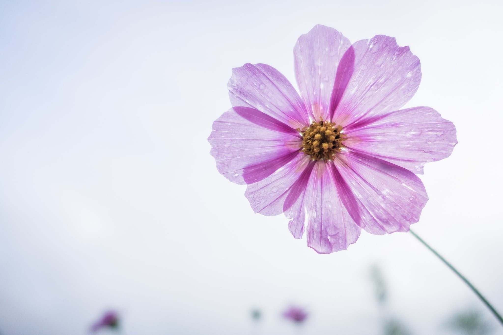 Last Minute Flower Delivery: Why It’s Changing the Way We Gift?