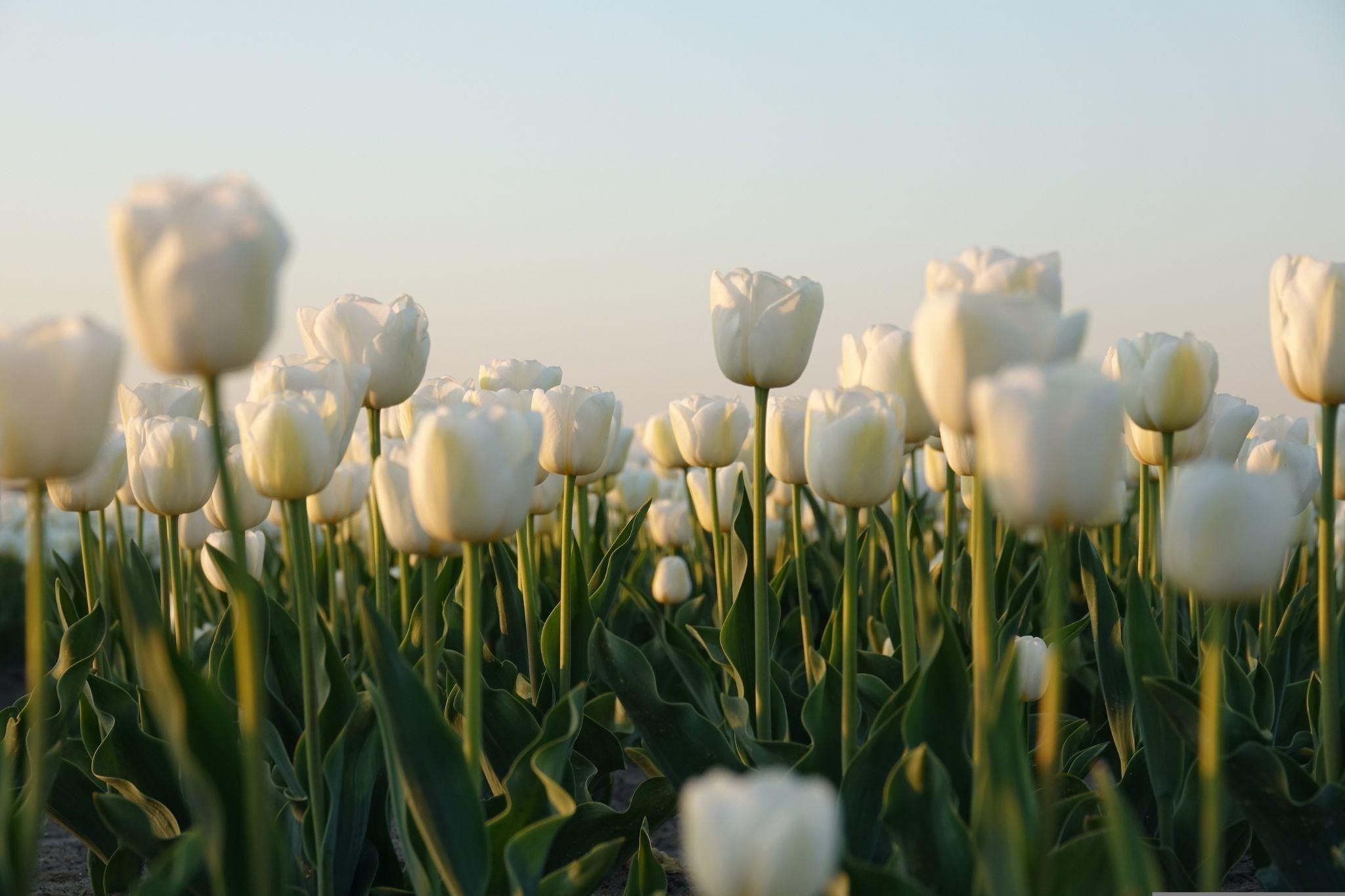 The Psychology of Surprise Flower Delivery