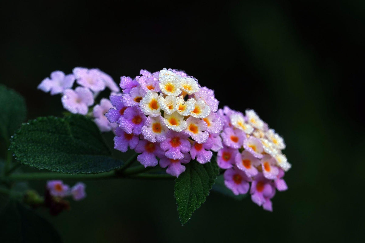 The Hidden Meaning of Popular Flowers - Blossoms Florals Guide