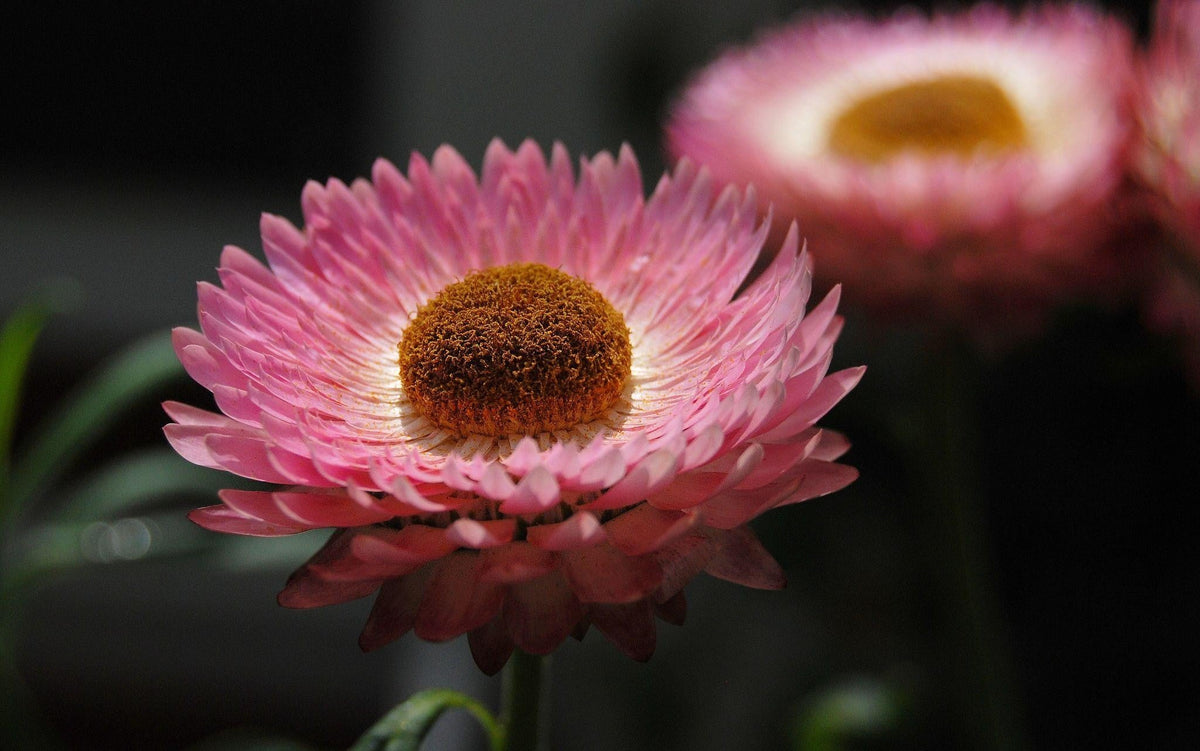 Why Changing Weather Makes Us Want to Refresh Everything