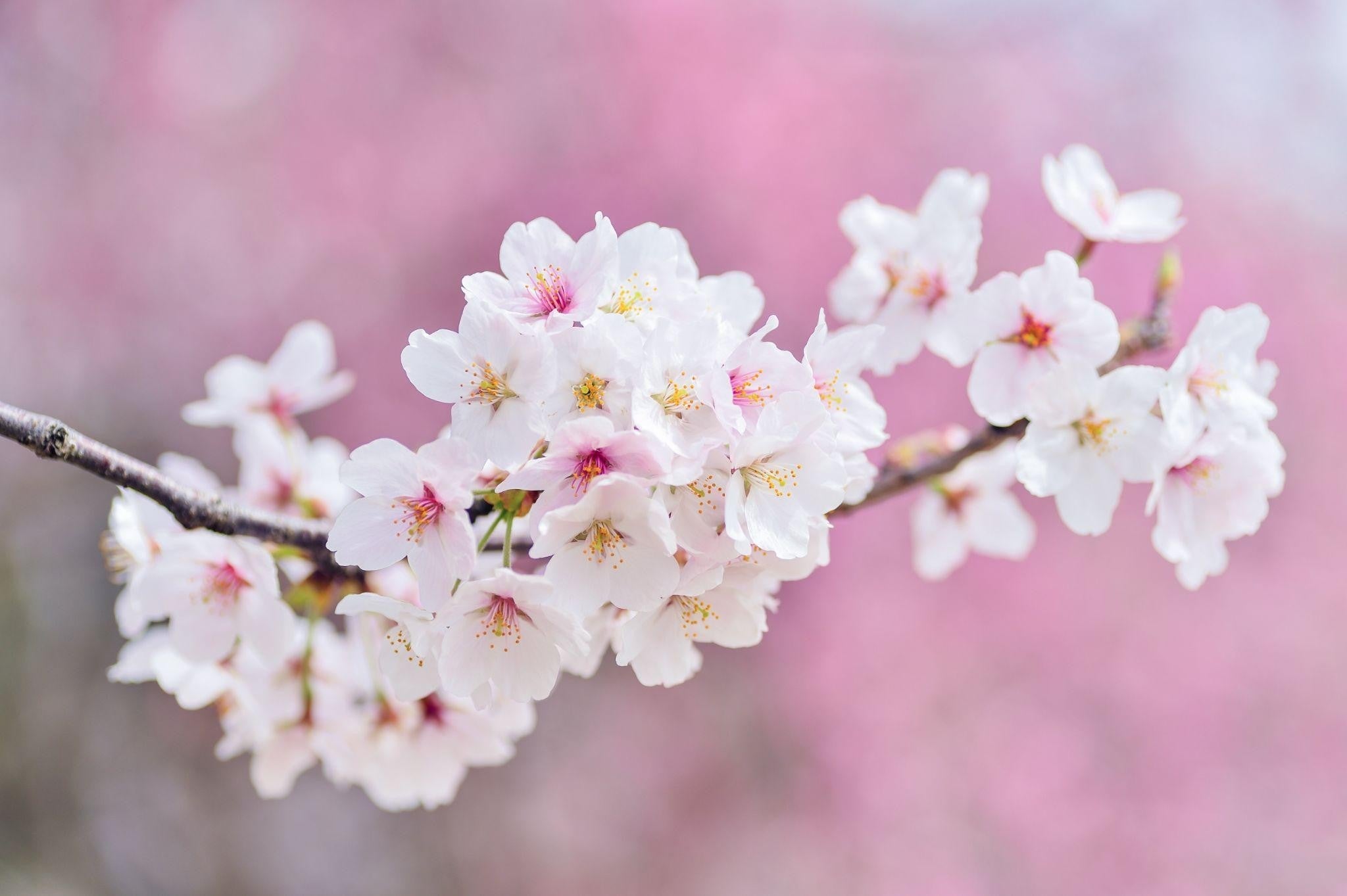 Why Flowers Make the Perfect Father’s Day Surprise?
