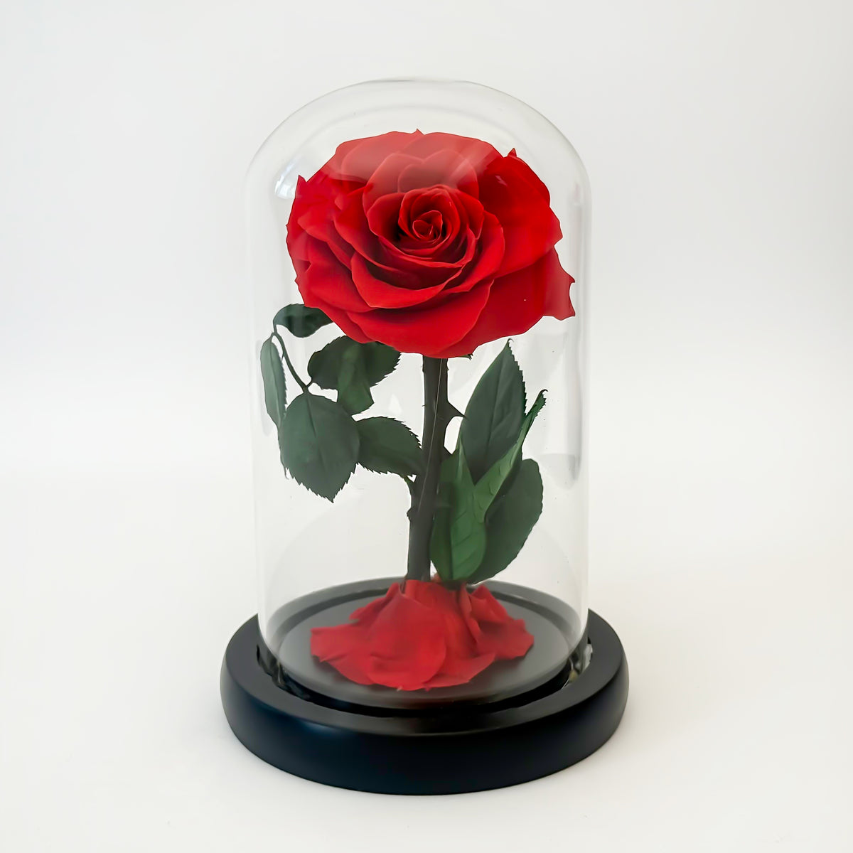 Forever Red Rose - (Single)