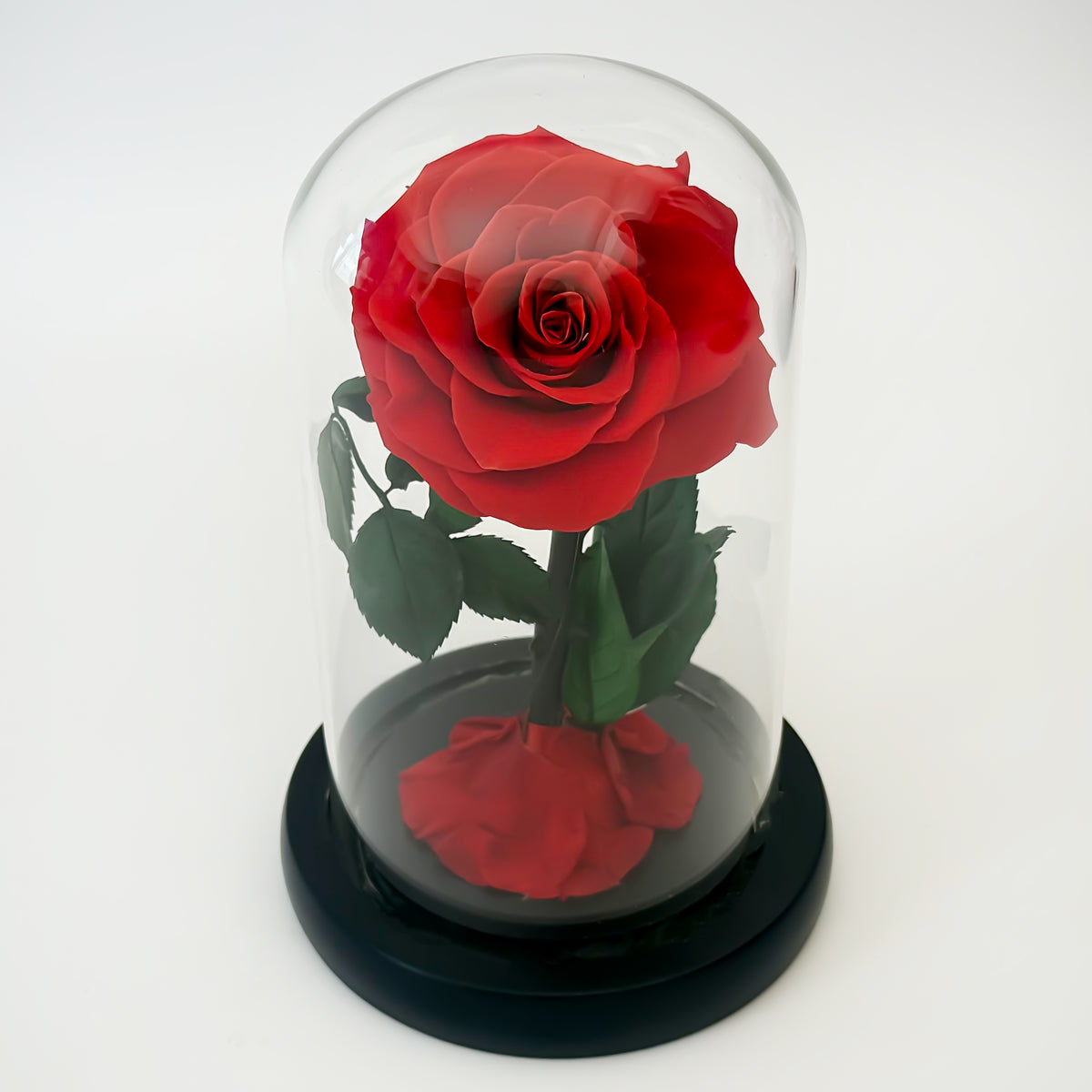 Forever Red Rose - (Single)