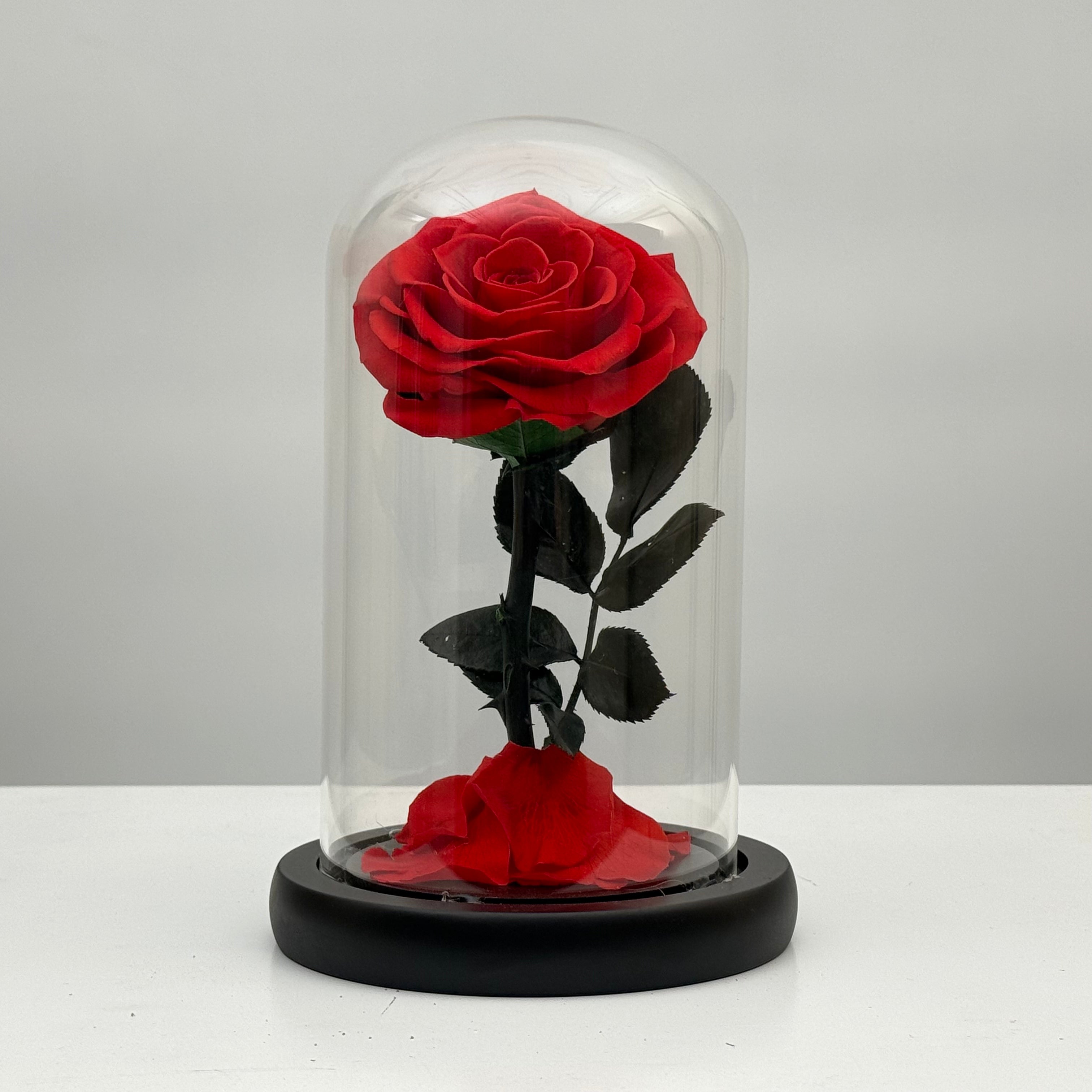 Forever Red Rose
