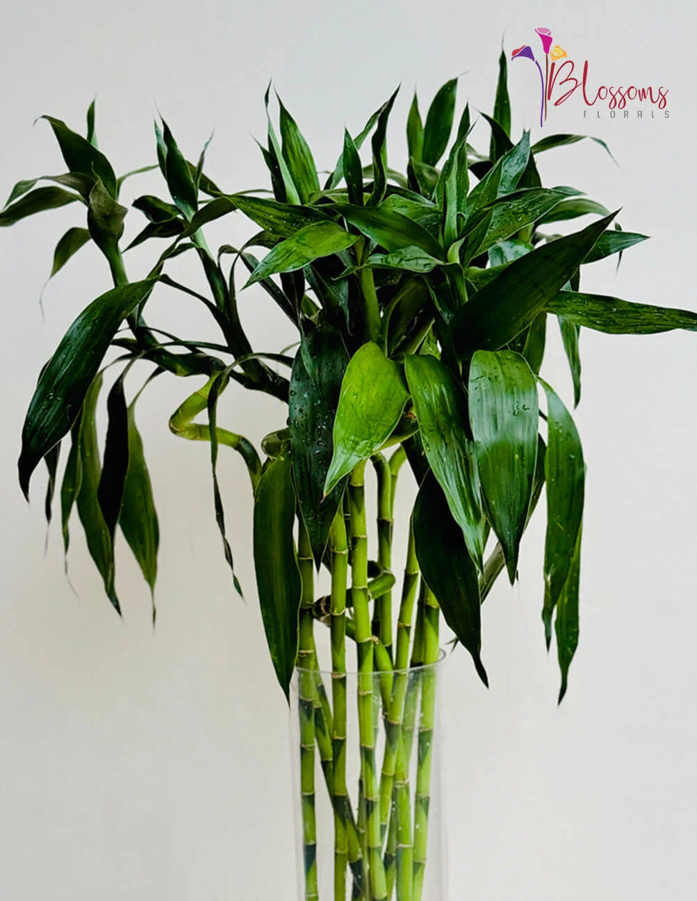 Lucky Bamboo